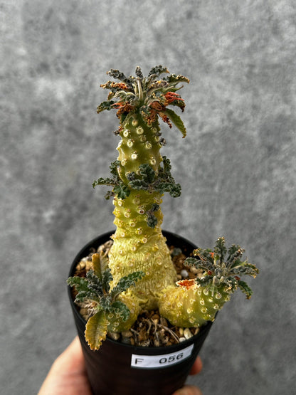 【現品限り】ドルステニア・ラブラニー 実生【F56】 Dorstenia lavrani