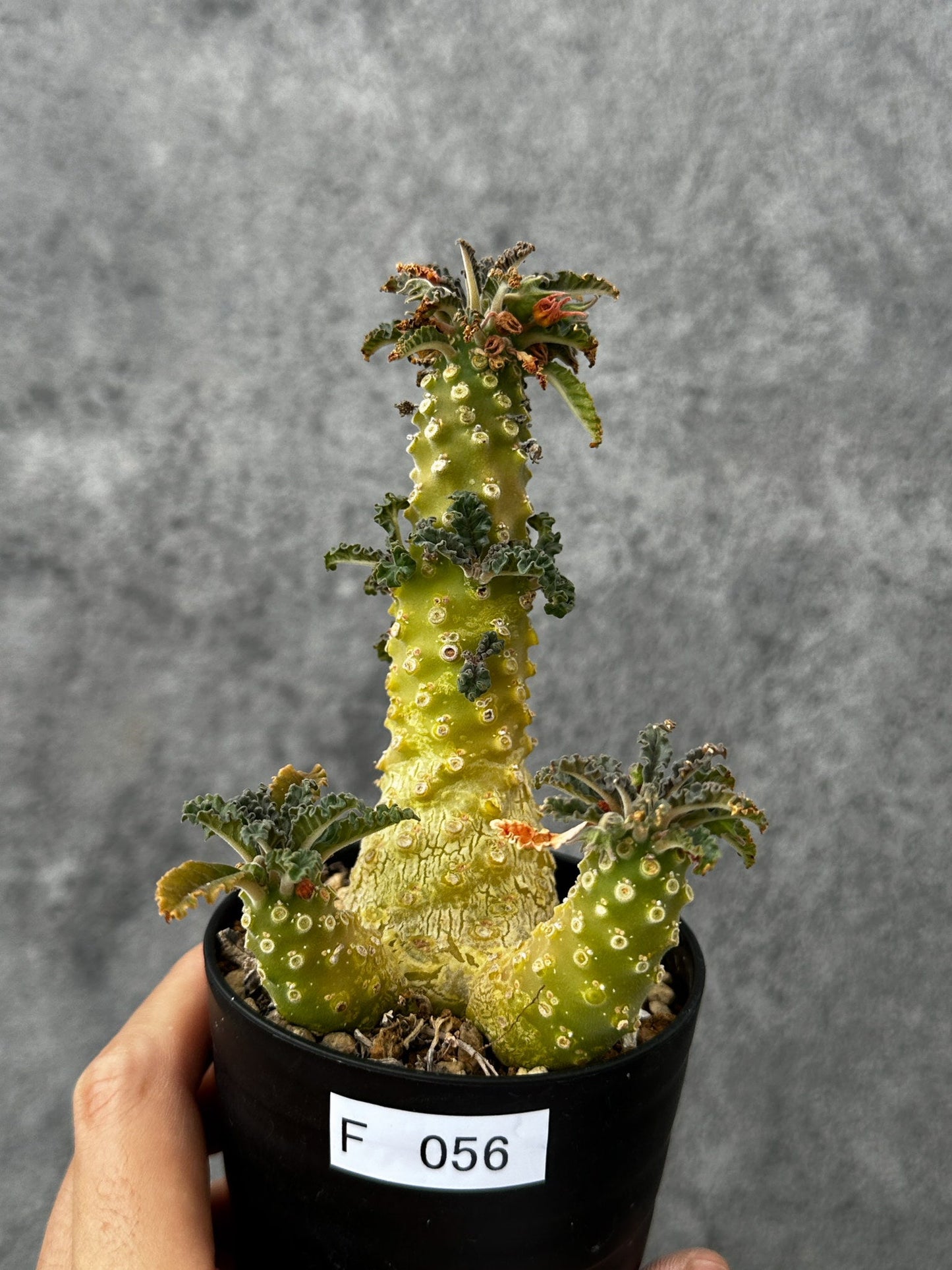 【現品限り】ドルステニア・ラブラニー 実生【F56】 Dorstenia lavrani