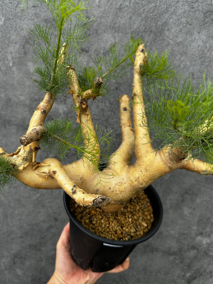 【現品限り】コミフォラ・クラウセリアーナ 現地株 発根済み 大株 幹太【F57】 Commiphora kraeuseliana