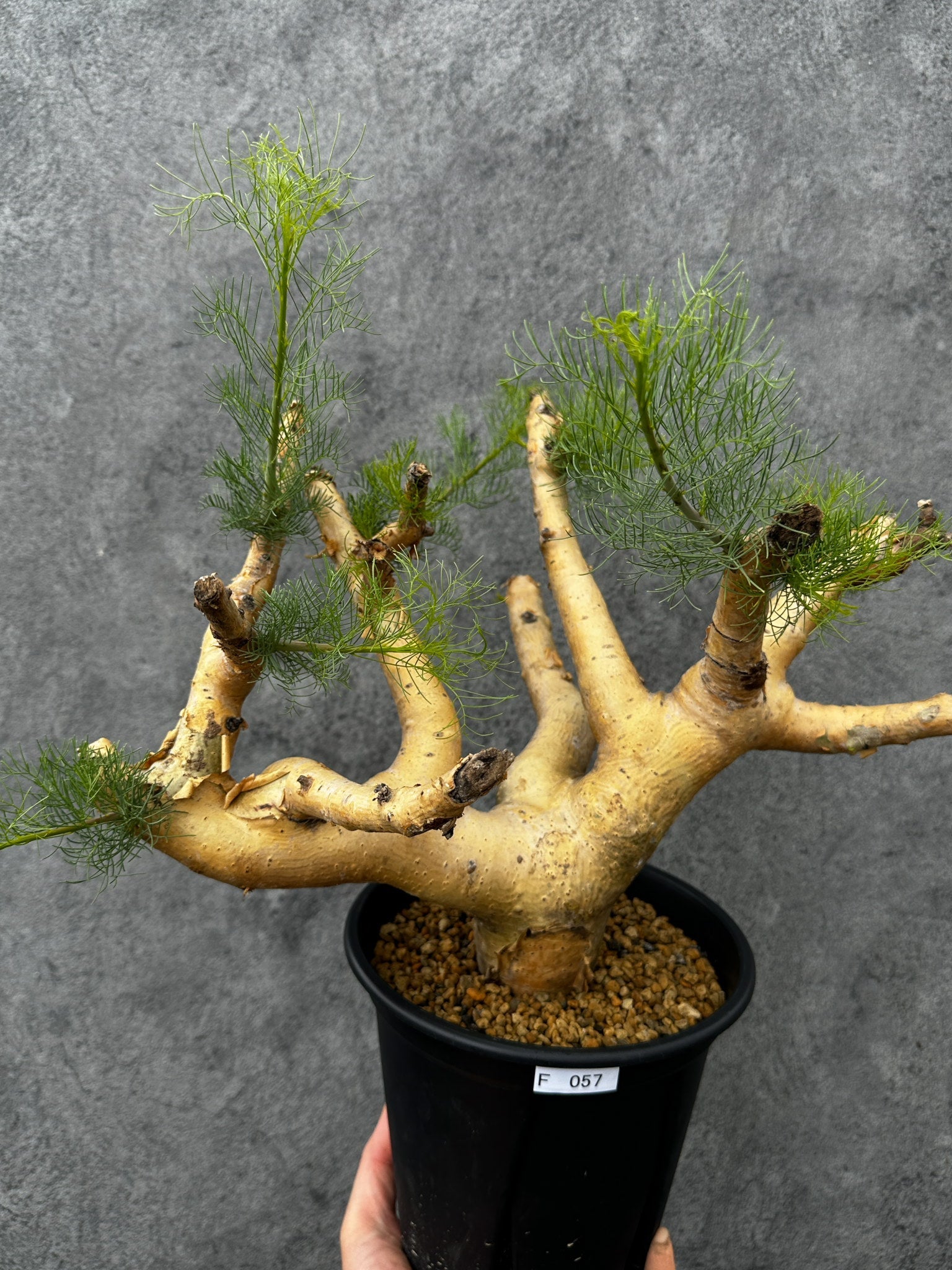 コミフォラ(Commiphora) – プラントブラザーズ