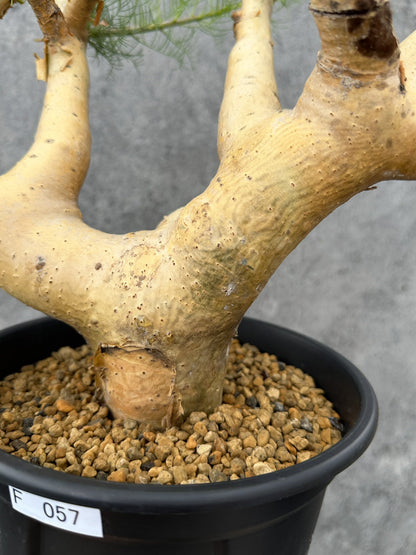 【現品限り】コミフォラ・クラウセリアーナ 現地株 発根済み 大株 幹太【F57】 Commiphora kraeuseliana