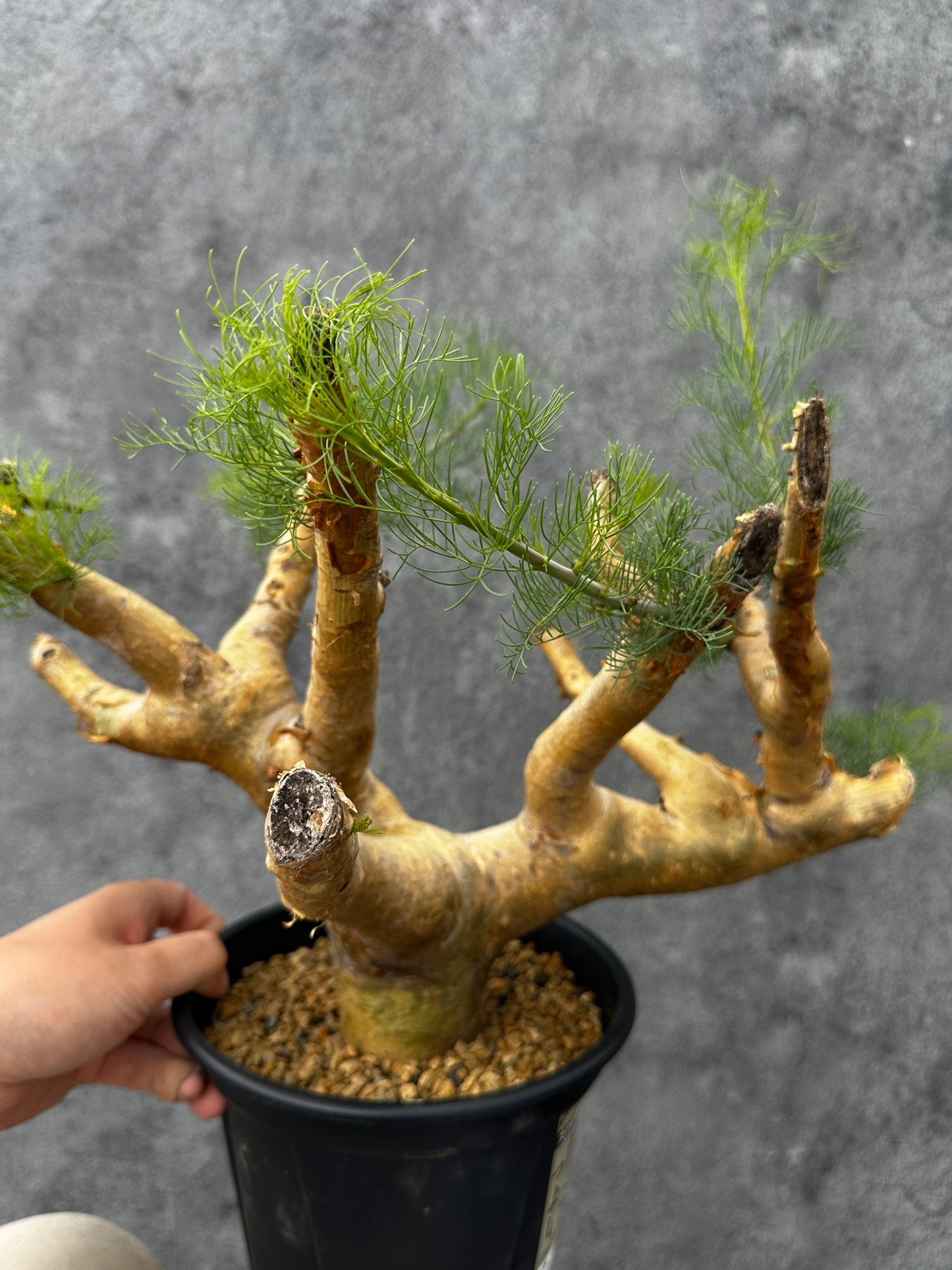 【現品限り】コミフォラ・クラウセリアーナ 現地株 発根済み 大株 幹太【F57】 Commiphora kraeuseliana
