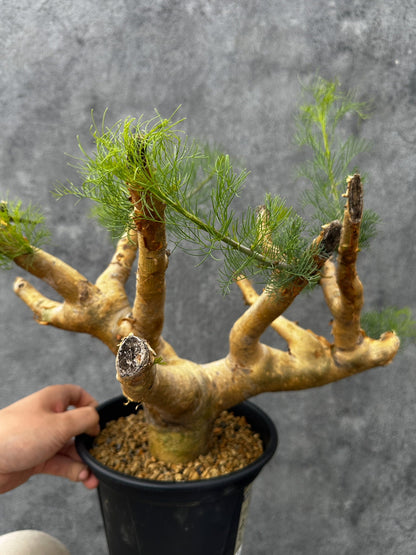 【現品限り】コミフォラ・クラウセリアーナ 現地株 発根済み 大株 幹太【F57】 Commiphora kraeuseliana