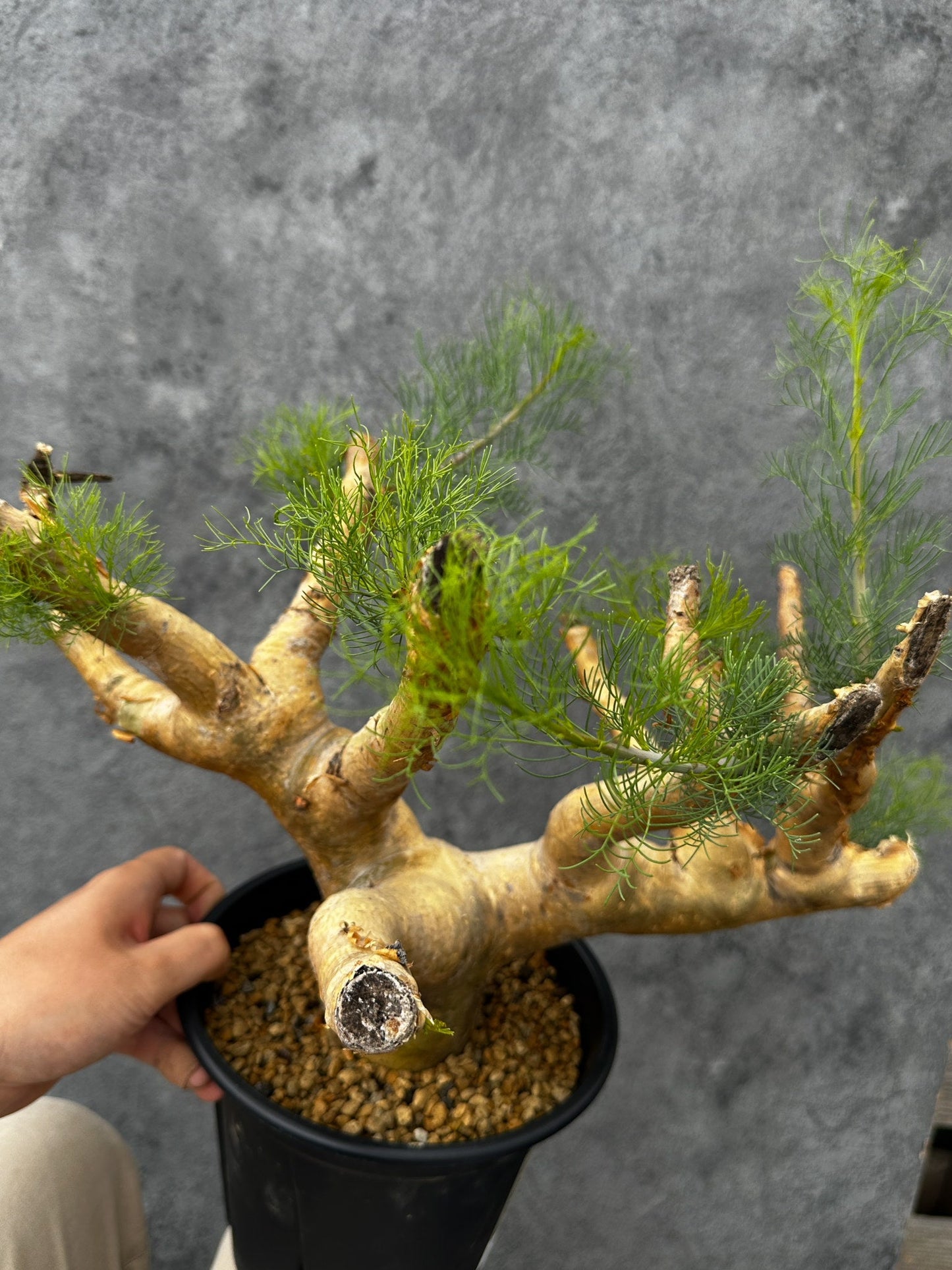 【現品限り】コミフォラ・クラウセリアーナ 現地株 発根済み 大株 幹太【F57】 Commiphora kraeuseliana
