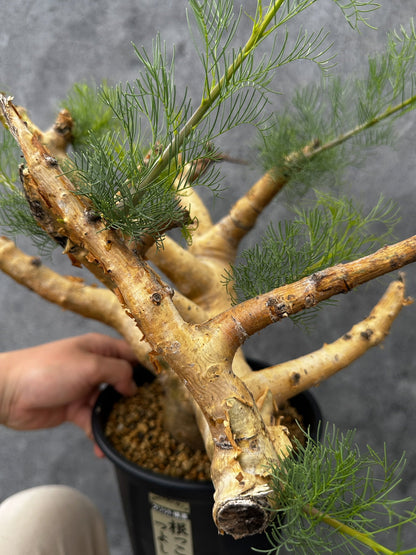 【現品限り】コミフォラ・クラウセリアーナ 現地株 発根済み 大株 幹太【F57】 Commiphora kraeuseliana