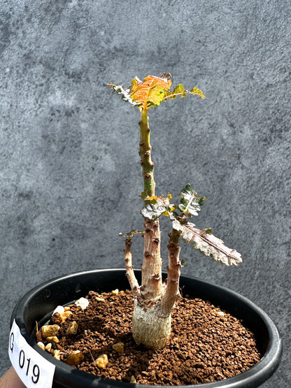 【現品限り】ボスウェリア・ナナ 実生【G19】 Boswellia nana