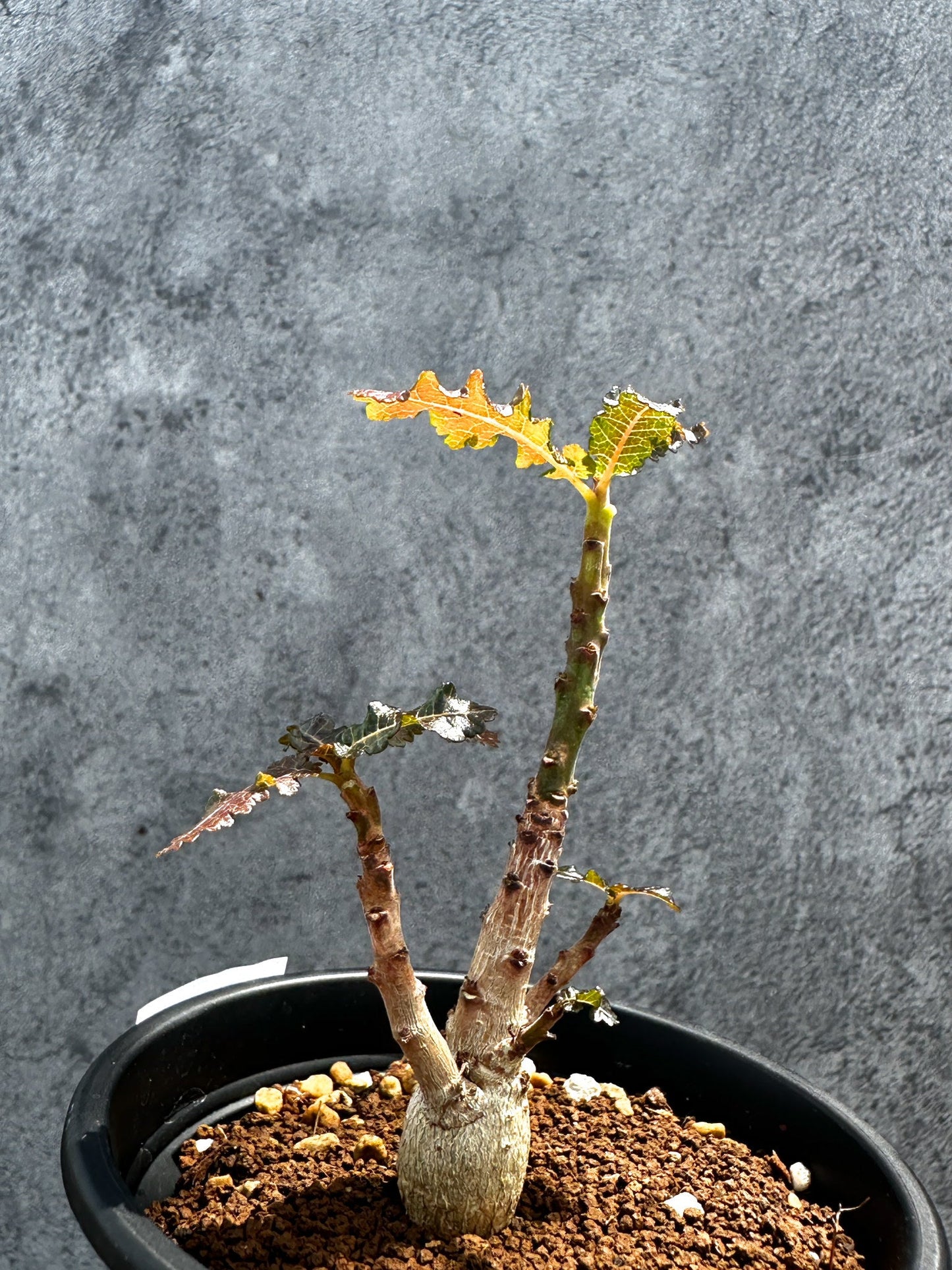 【現品限り】ボスウェリア・ナナ 実生【G19】 Boswellia nana