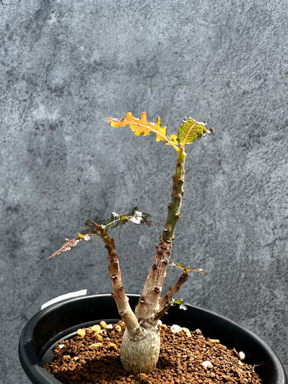 【現品限り】ボスウェリア・ナナ 実生【G19】 Boswellia nana