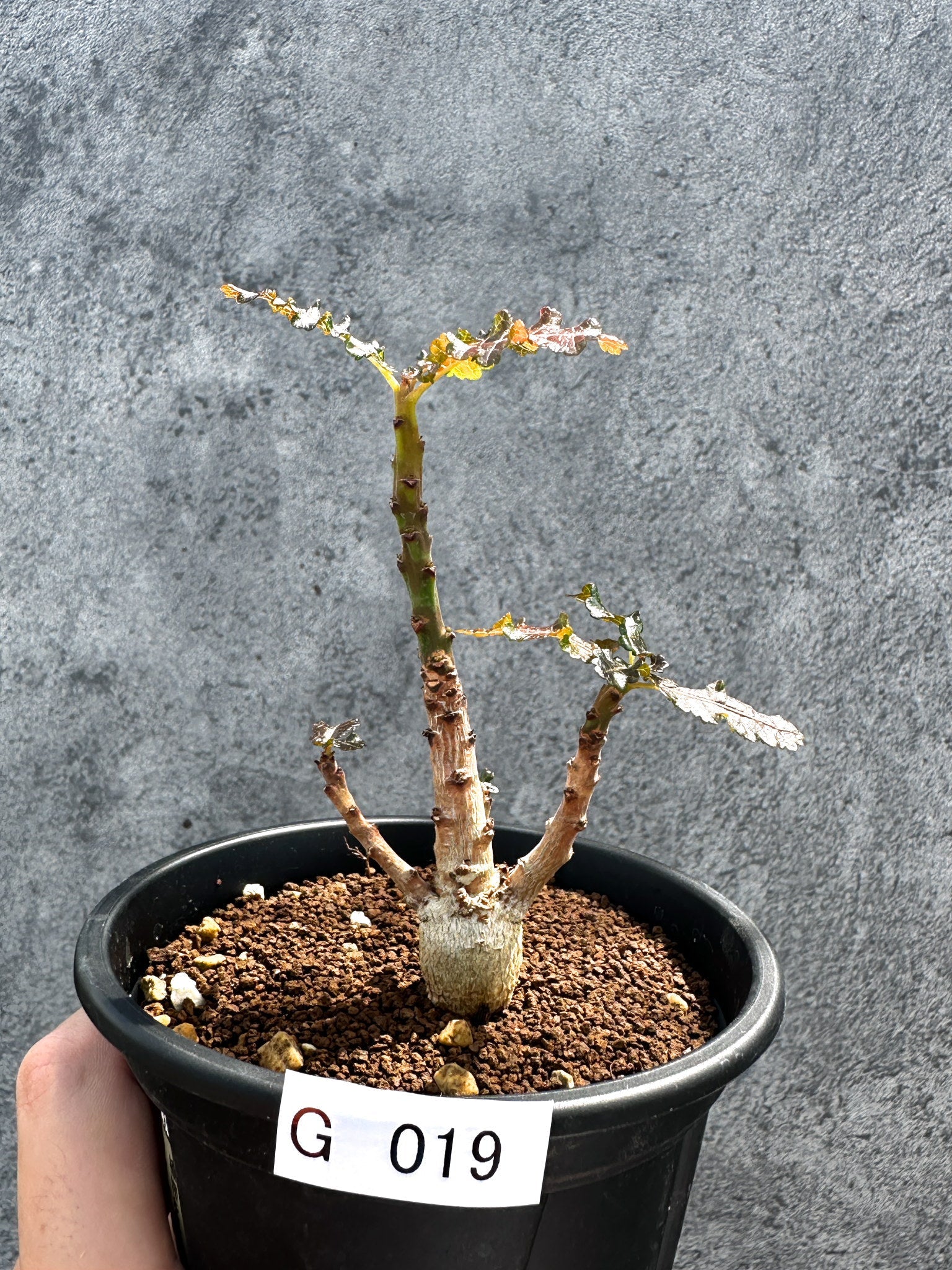 ボスウェリア(Boswellia) – プラントブラザーズ