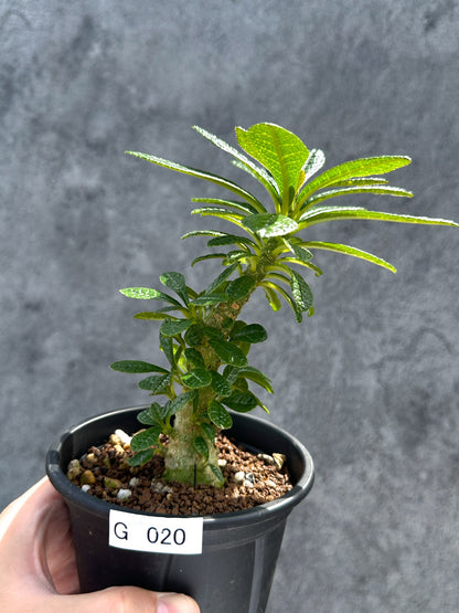 【現品限り】ドルステニア・ギガス 実生【G20】 Dorstenia gigas