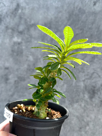 【現品限り】ドルステニア・ギガス 実生【G20】 Dorstenia gigas