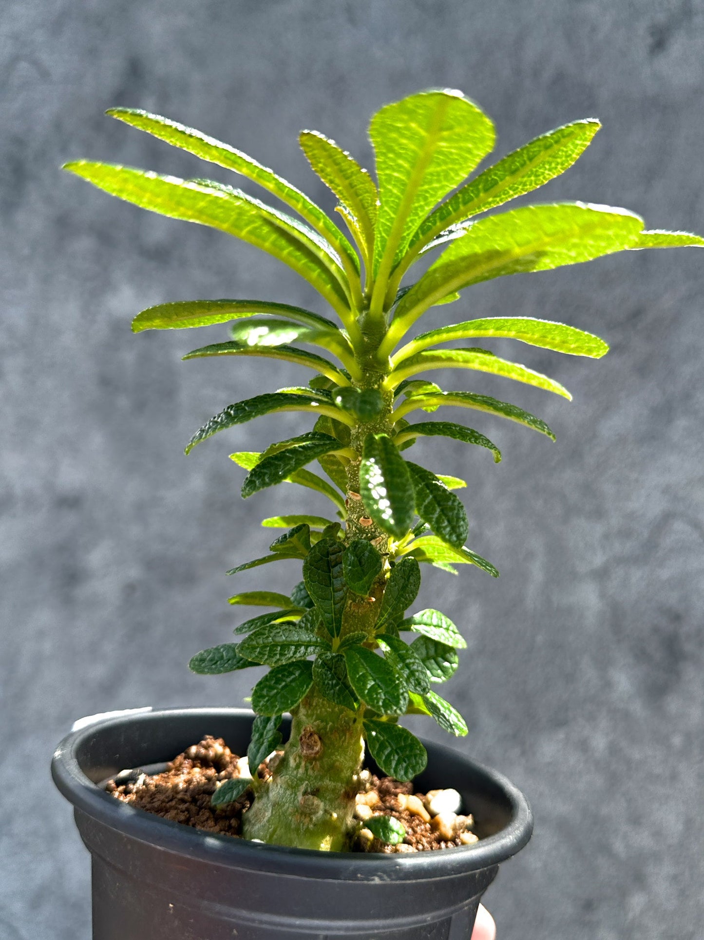 【現品限り】ドルステニア・ギガス 実生【G20】 Dorstenia gigas
