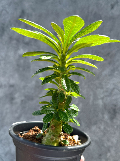 【現品限り】ドルステニア・ギガス 実生【G20】 Dorstenia gigas
