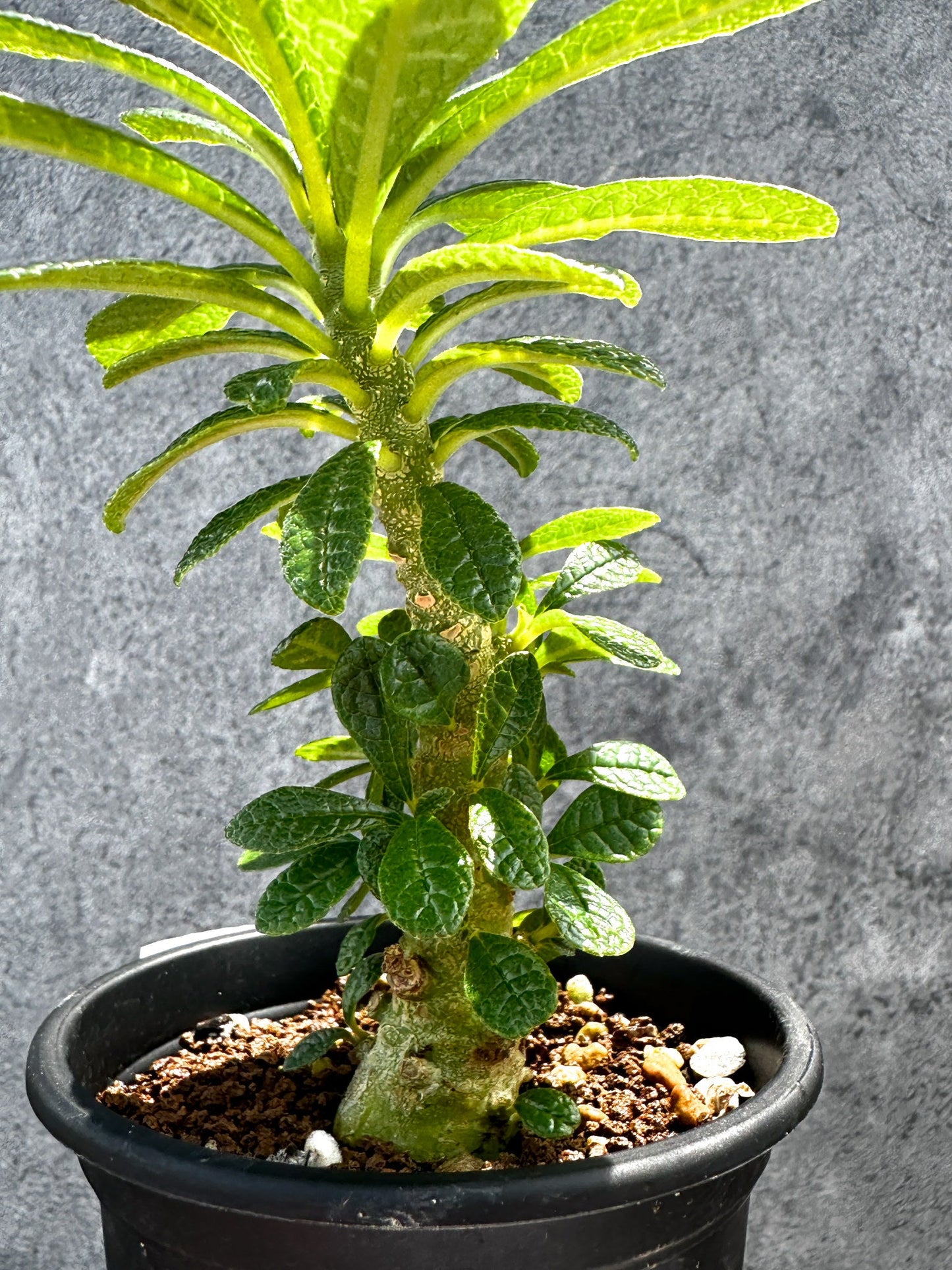 【現品限り】ドルステニア・ギガス 実生【G20】 Dorstenia gigas