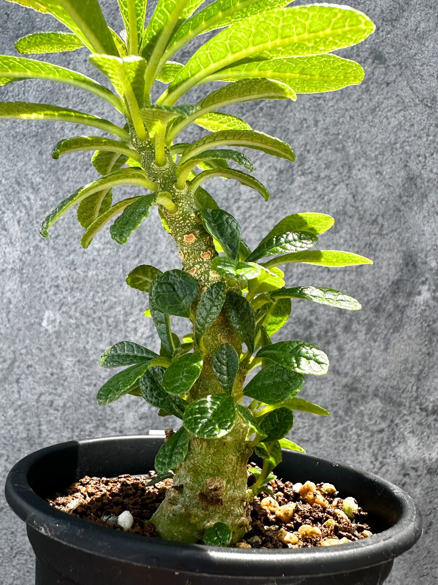 【現品限り】ドルステニア・ギガス 実生【G20】 Dorstenia gigas