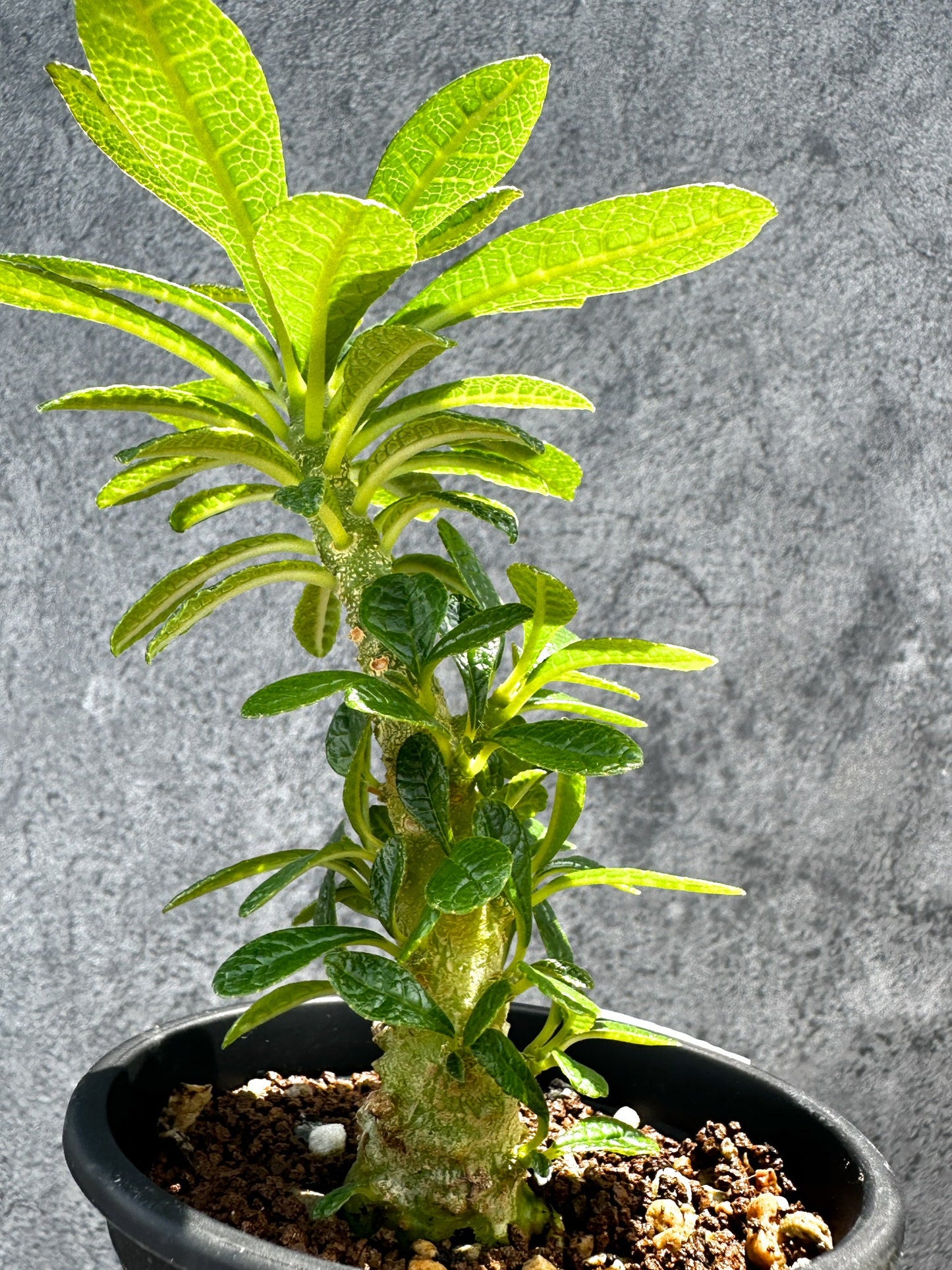 【現品限り】ドルステニア・ギガス 実生【G20】 Dorstenia gigas