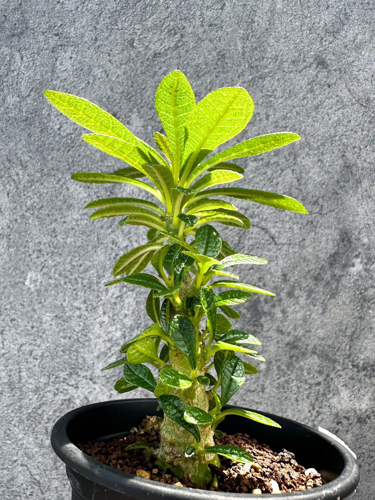 【現品限り】ドルステニア・ギガス 実生【G20】 Dorstenia gigas