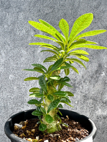 【現品限り】ドルステニア・ギガス 実生【G20】 Dorstenia gigas
