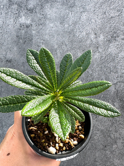 【現品限り】ドルステニア・ギガス 実生【G21】 Dorstenia gigas