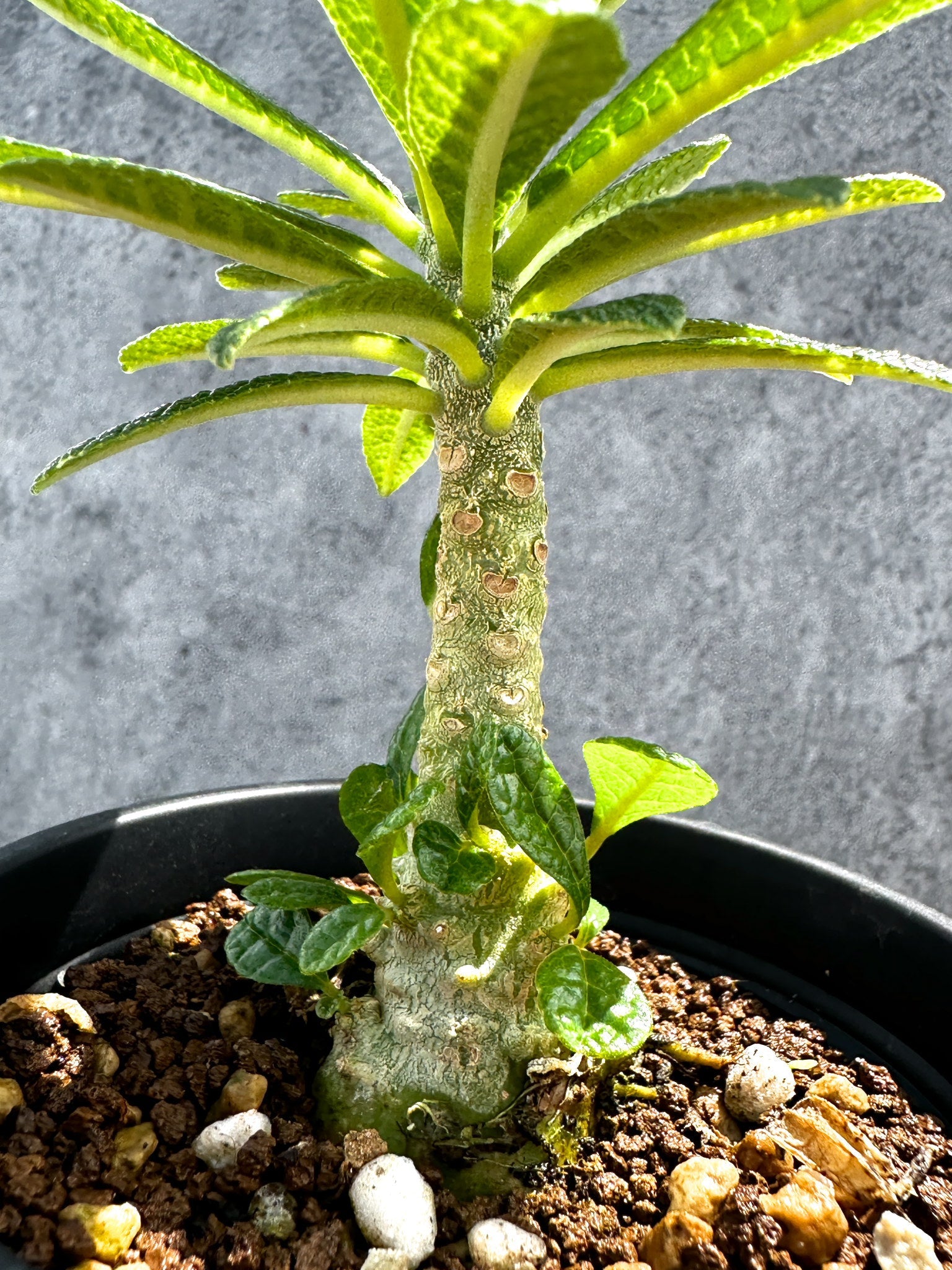 ドルステニア・ギガス 実生【G21】 Dorstenia gigas 塊根植物