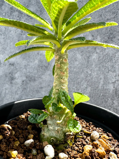 【現品限り】ドルステニア・ギガス 実生【G21】 Dorstenia gigas