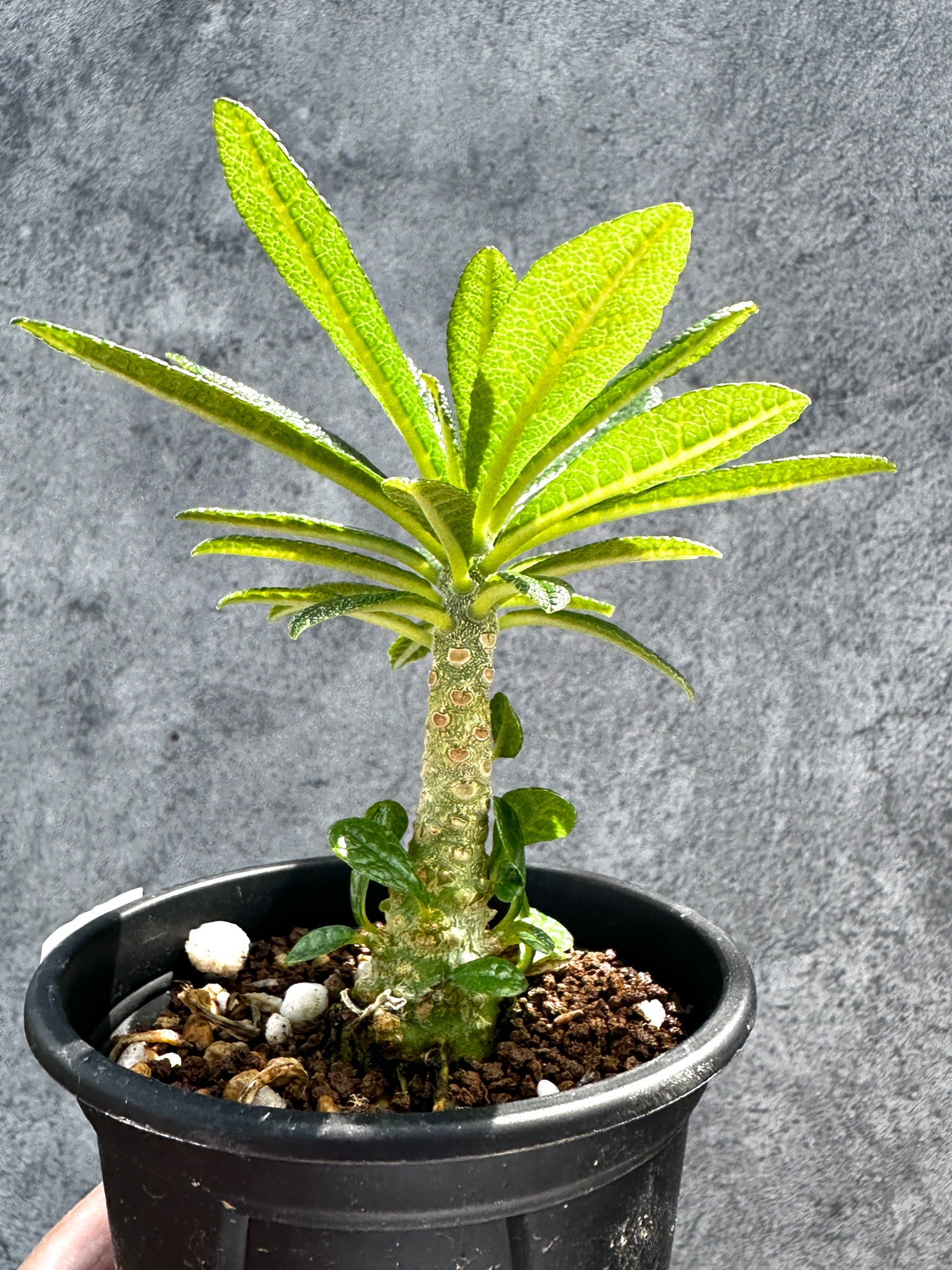 ドルステニア・ギガス 実生【G21】 Dorstenia gigas 塊根植物