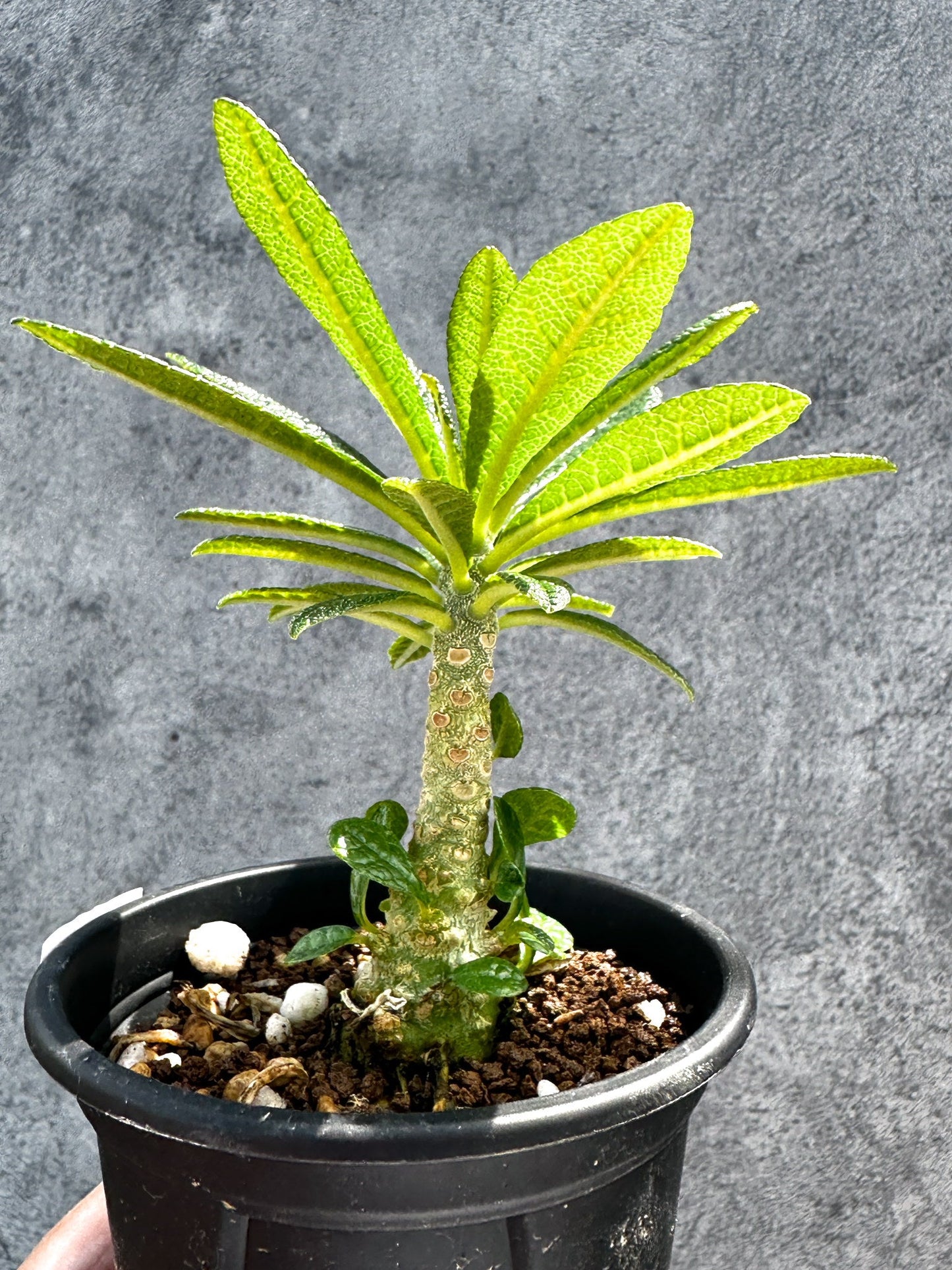 【現品限り】ドルステニア・ギガス 実生【G21】 Dorstenia gigas