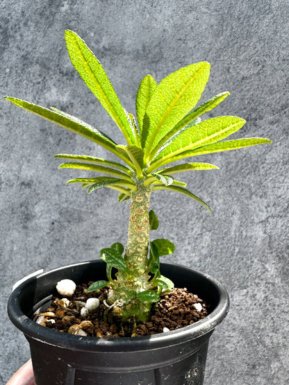 【現品限り】ドルステニア・ギガス 実生【G21】 Dorstenia gigas