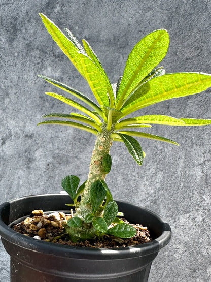 【現品限り】ドルステニア・ギガス 実生【G21】 Dorstenia gigas