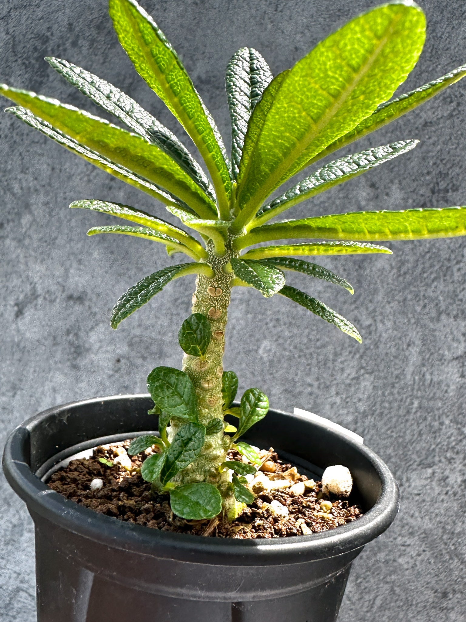 ドルステニア・ギガス 実生【G21】 Dorstenia gigas 塊根植物