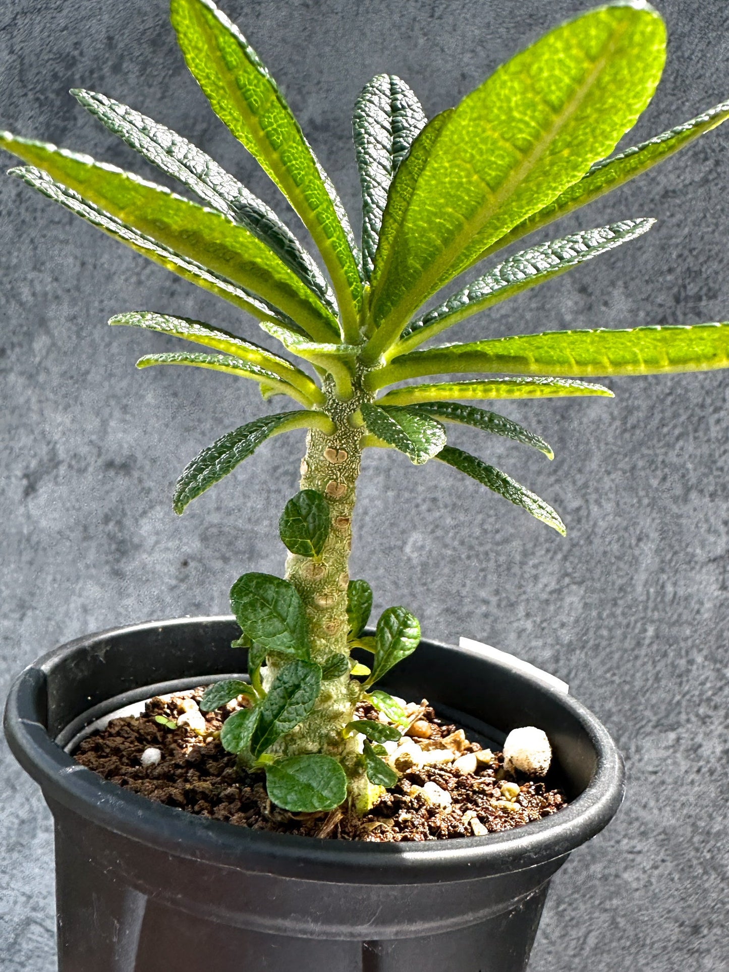 【現品限り】ドルステニア・ギガス 実生【G21】 Dorstenia gigas