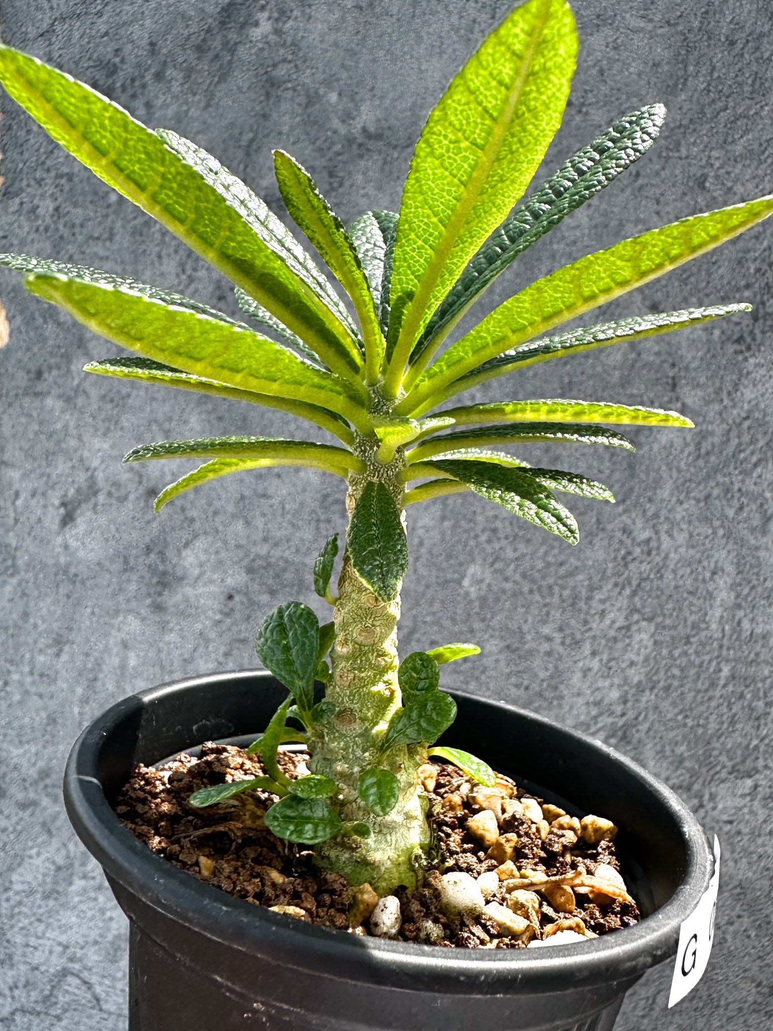 ドルステニア・ギガス 実生【G21】 Dorstenia gigas 塊根植物