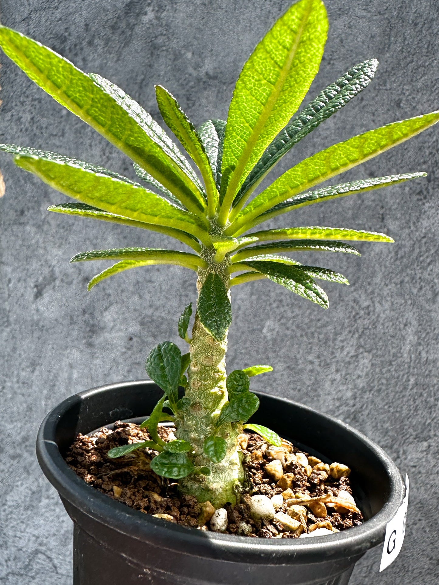 【現品限り】ドルステニア・ギガス 実生【G21】 Dorstenia gigas