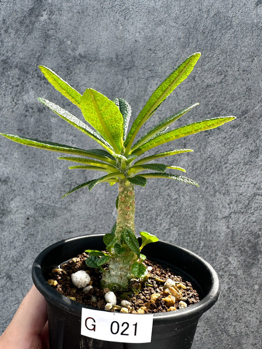 【現品限り】ドルステニア・ギガス 実生【G21】 Dorstenia gigas
