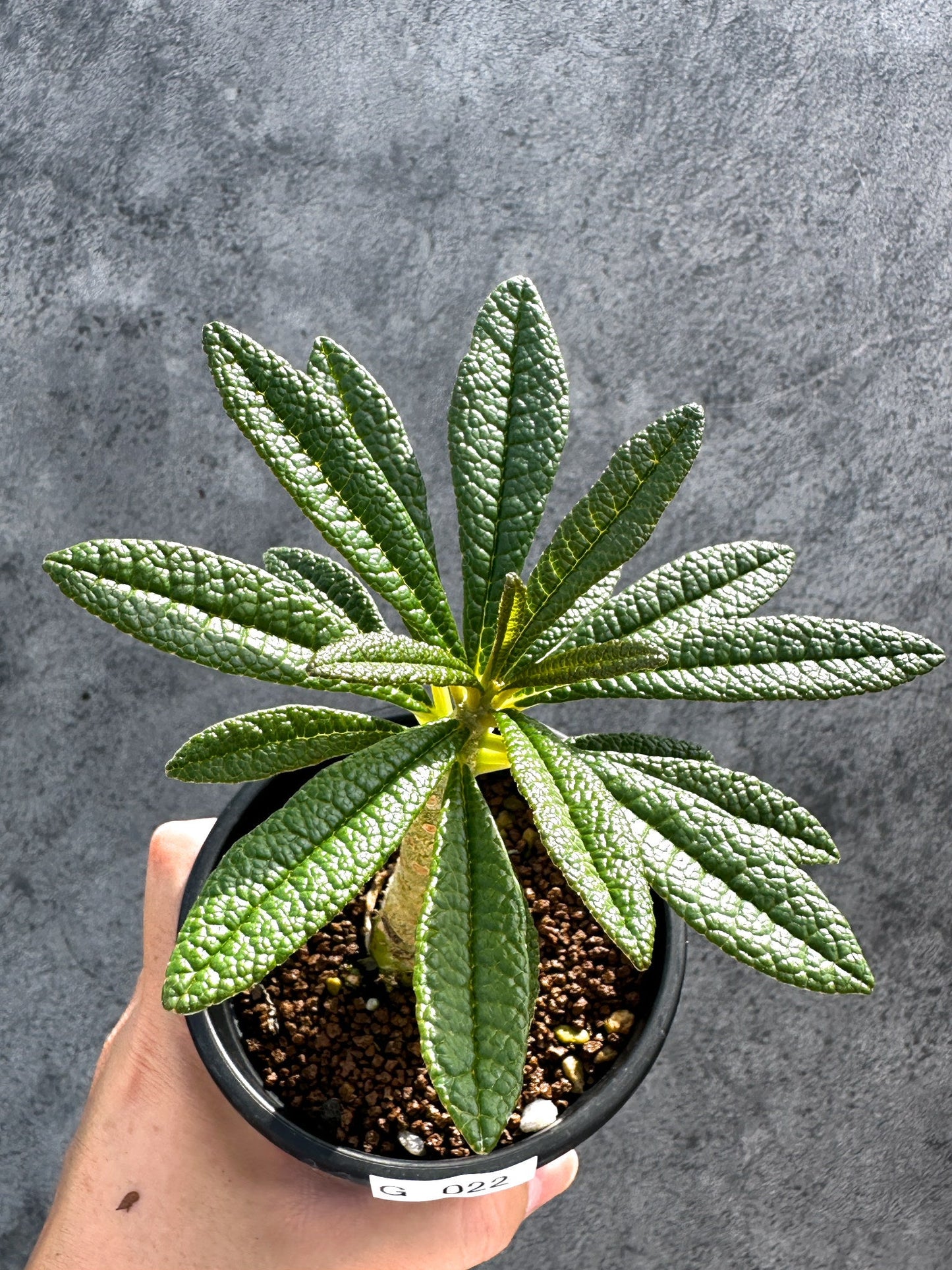 【現品限り】ドルステニア・ギガス 実生【G22】 Dorstenia gigas