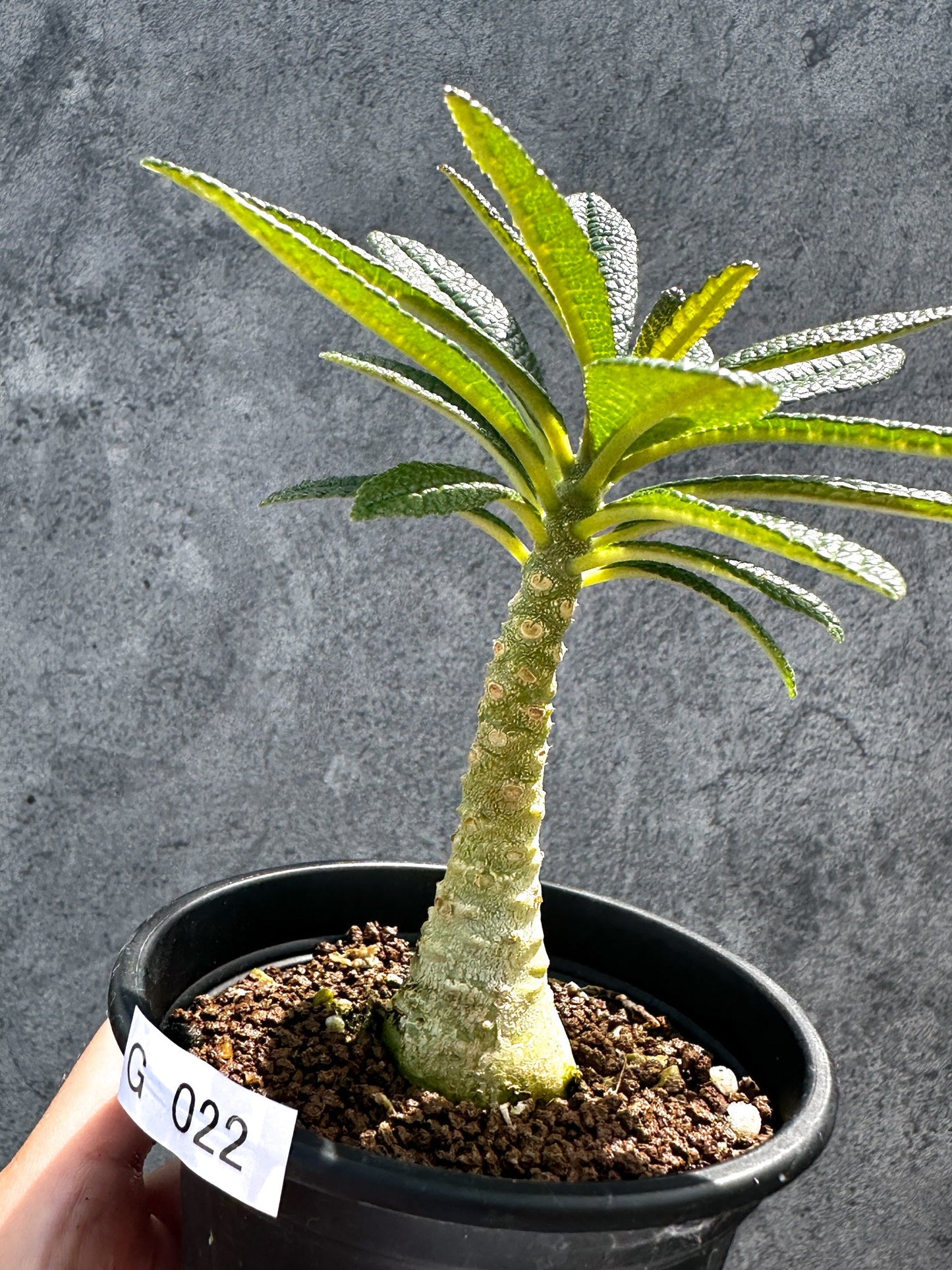 【現品限り】ドルステニア・ギガス 実生【G22】 Dorstenia gigas