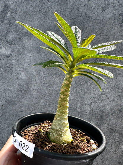 【現品限り】ドルステニア・ギガス 実生【G22】 Dorstenia gigas