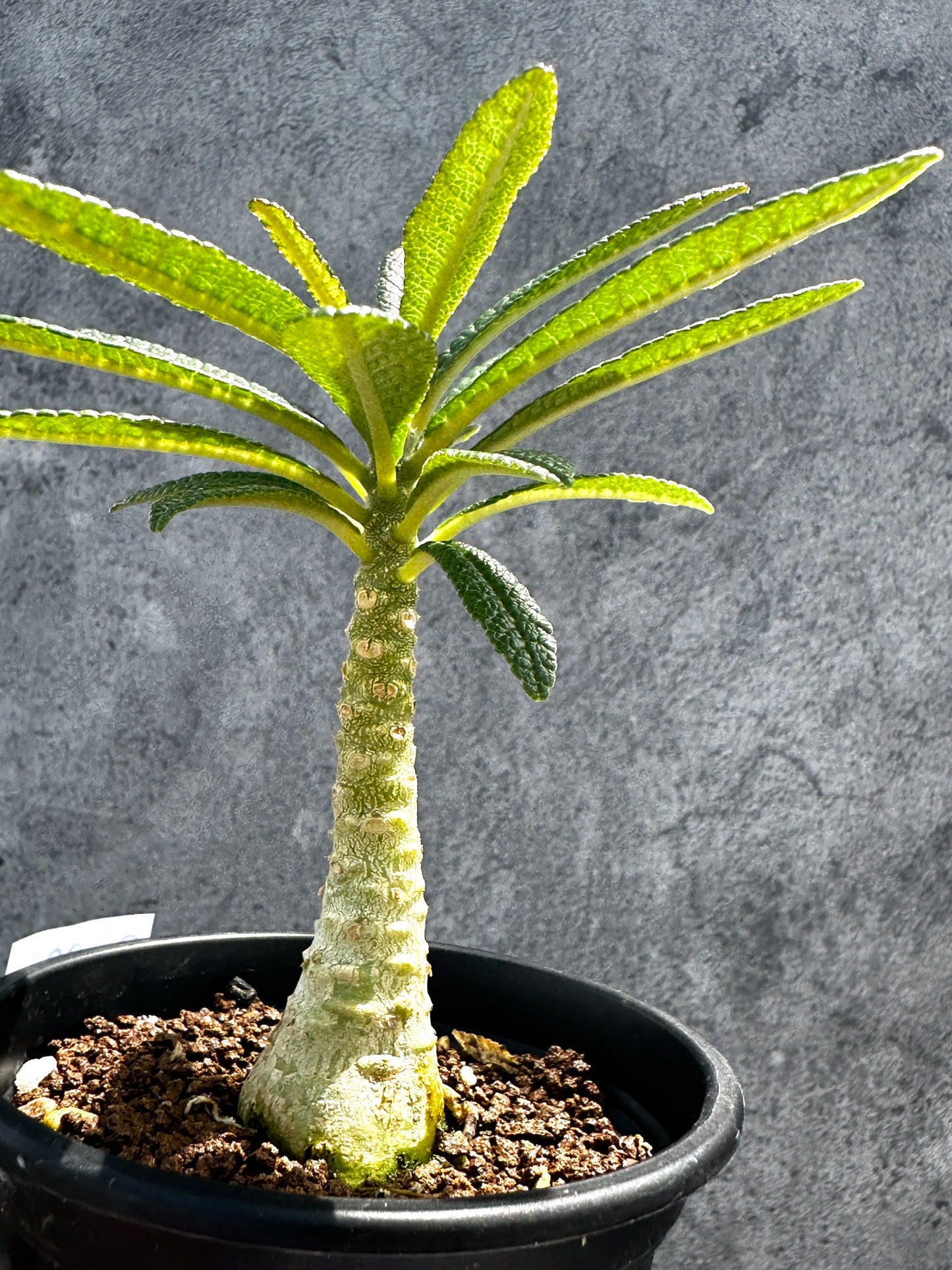 【現品限り】ドルステニア・ギガス 実生【G22】 Dorstenia gigas