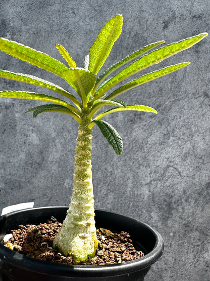 【現品限り】ドルステニア・ギガス 実生【G22】 Dorstenia gigas