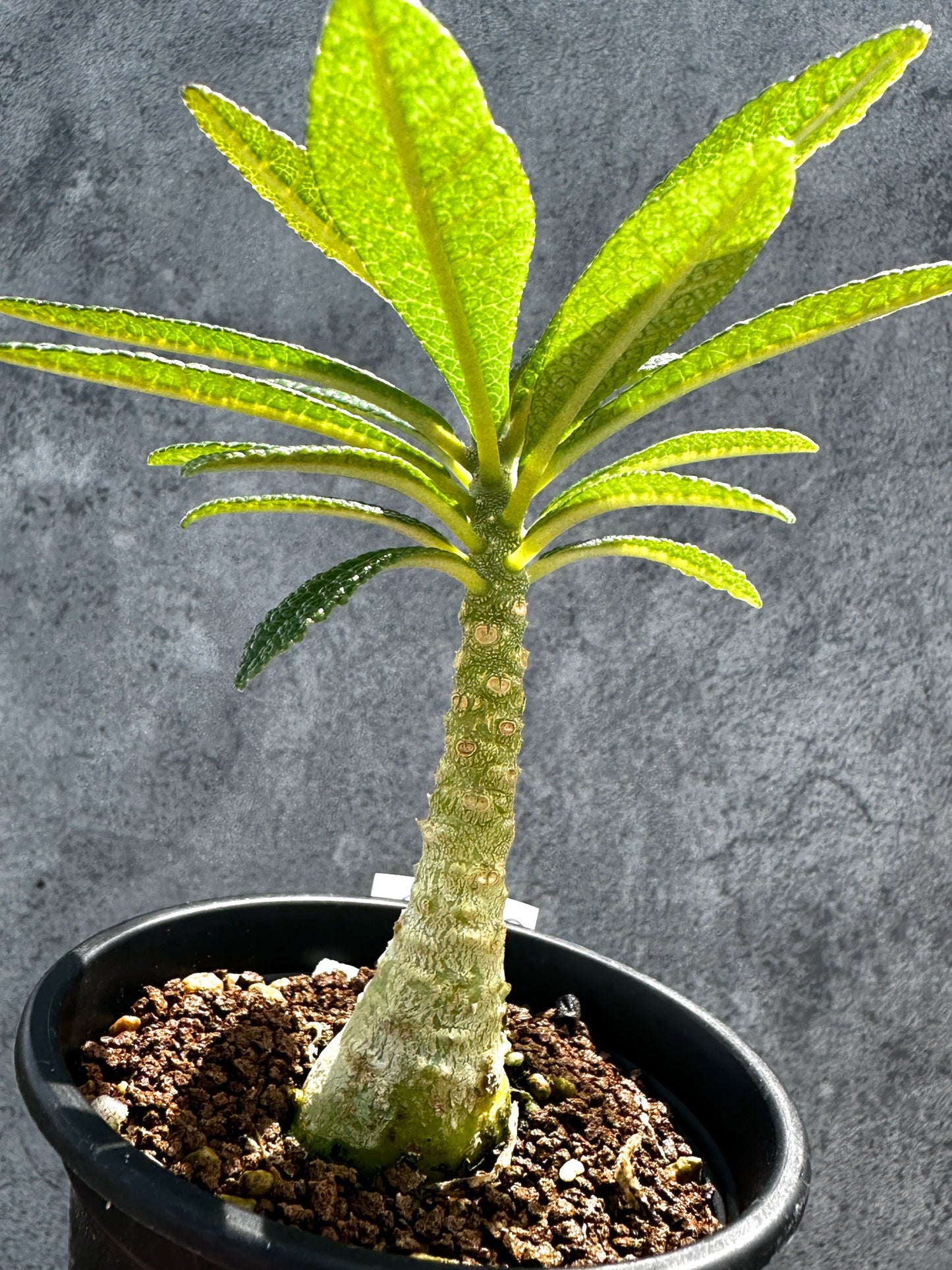 【現品限り】ドルステニア・ギガス 実生【G22】 Dorstenia gigas