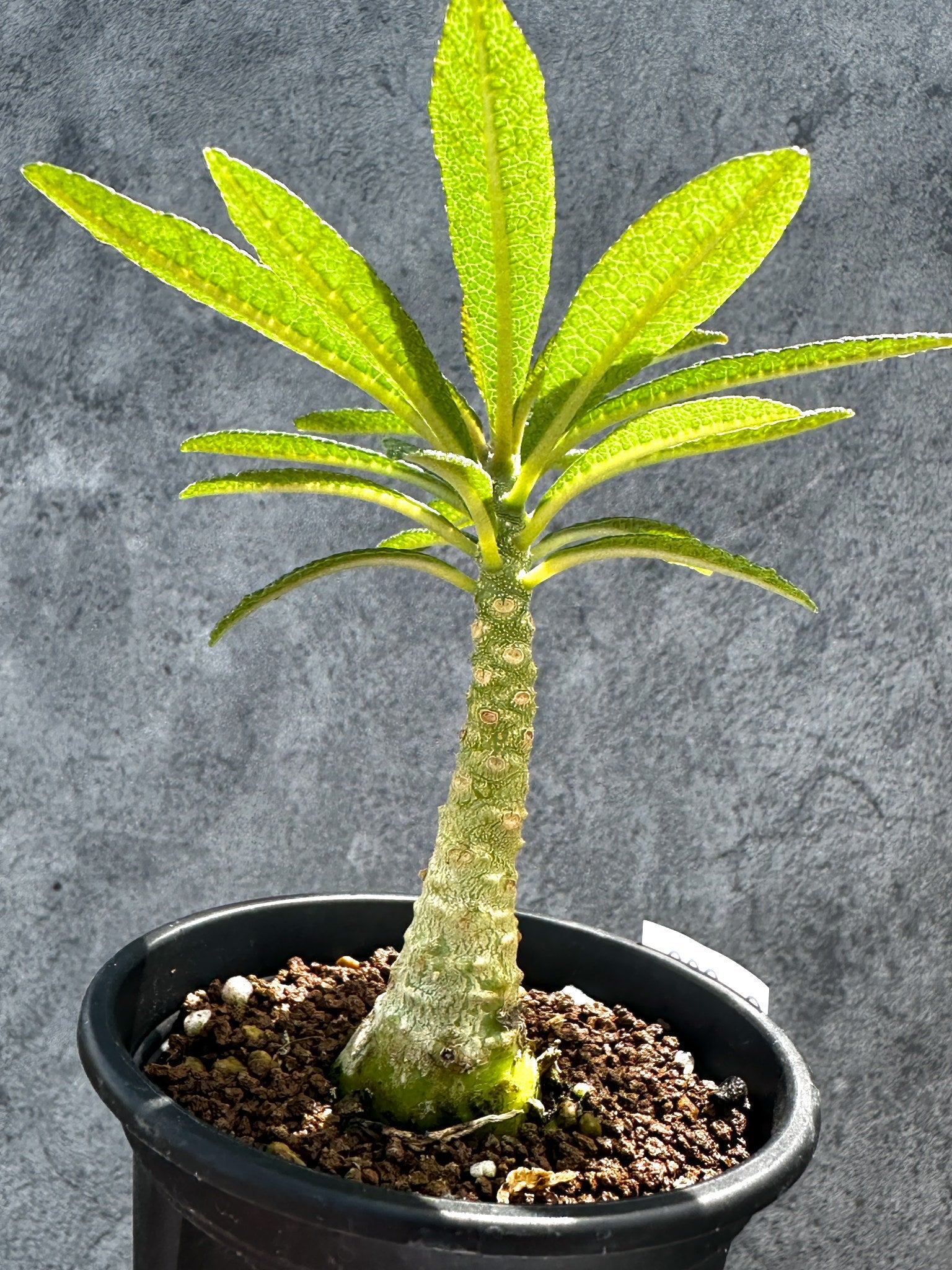 ドルステニア・ギガス 実生【G22】 Dorstenia gigas 塊根植物