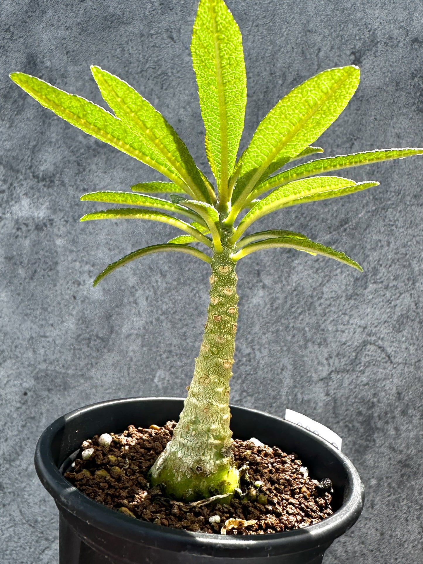 【現品限り】ドルステニア・ギガス 実生【G22】 Dorstenia gigas