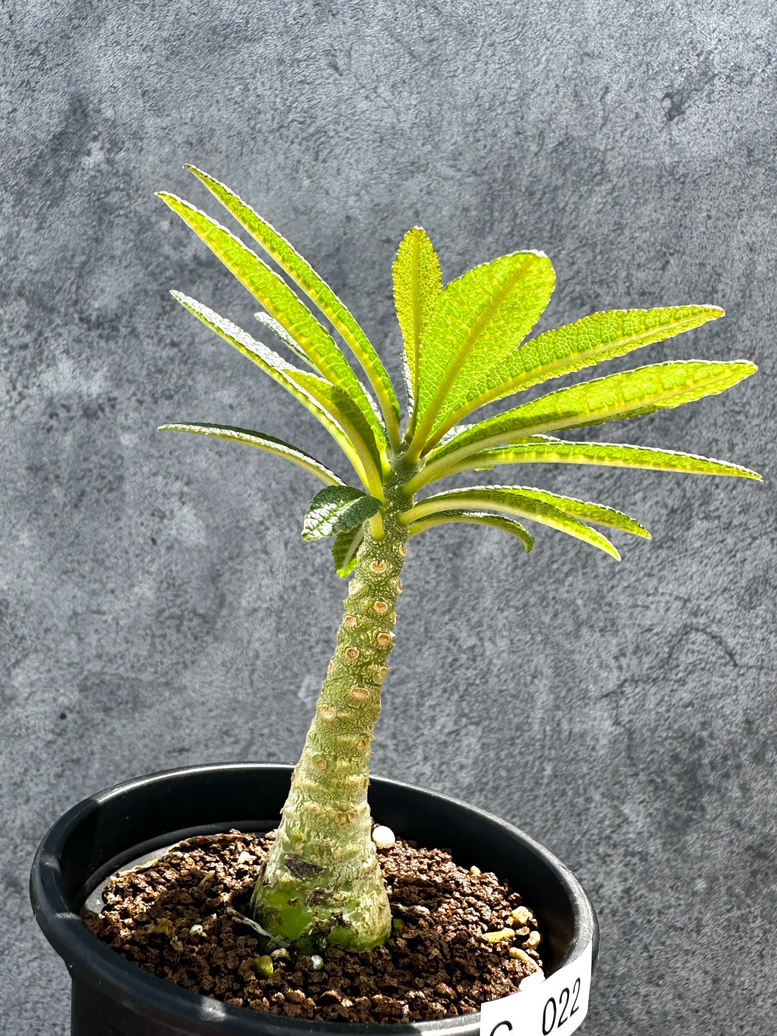 ドルステニア・ギガス 実生【G22】 Dorstenia gigas 塊根植物