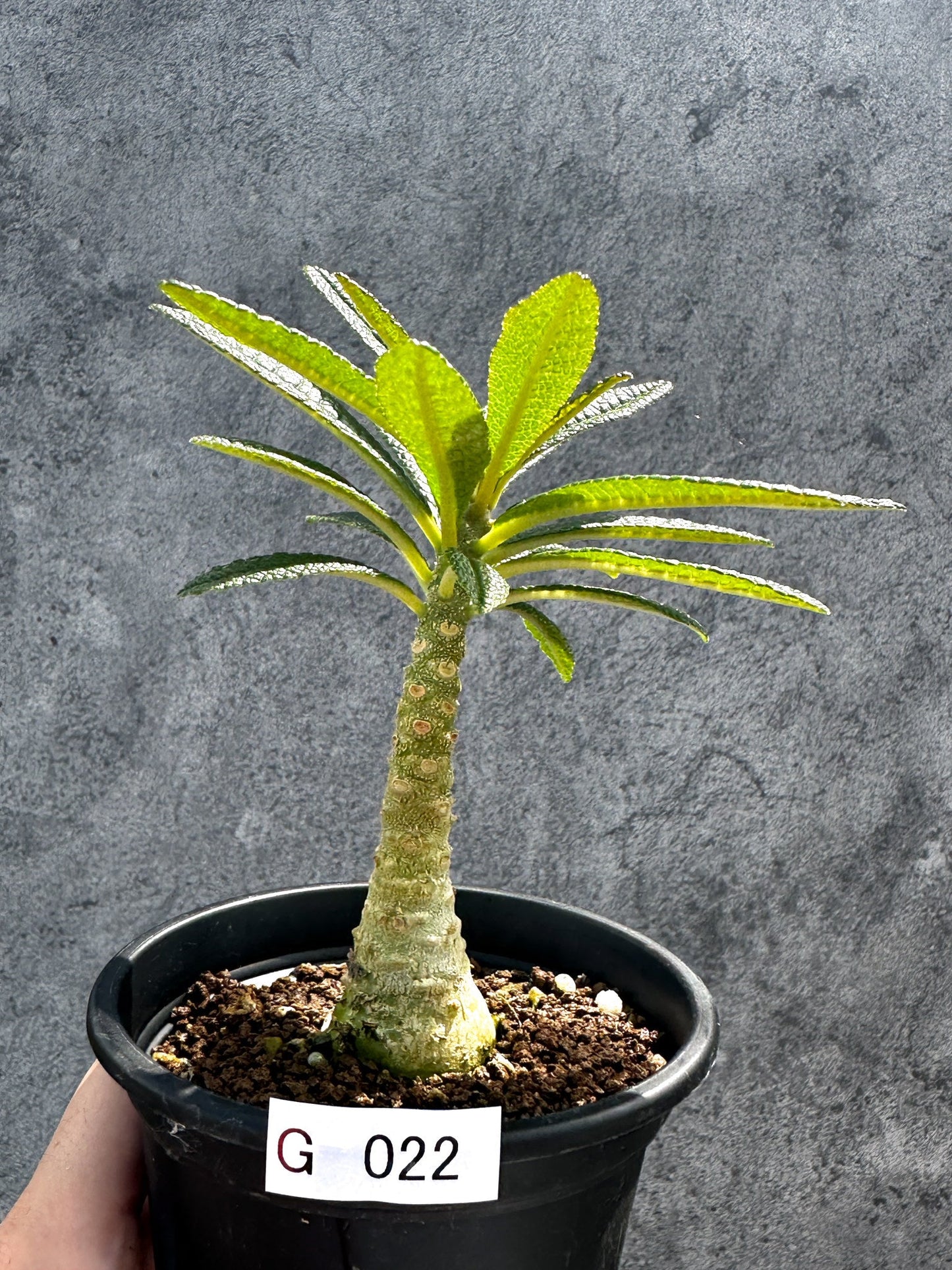 【現品限り】ドルステニア・ギガス 実生【G22】 Dorstenia gigas