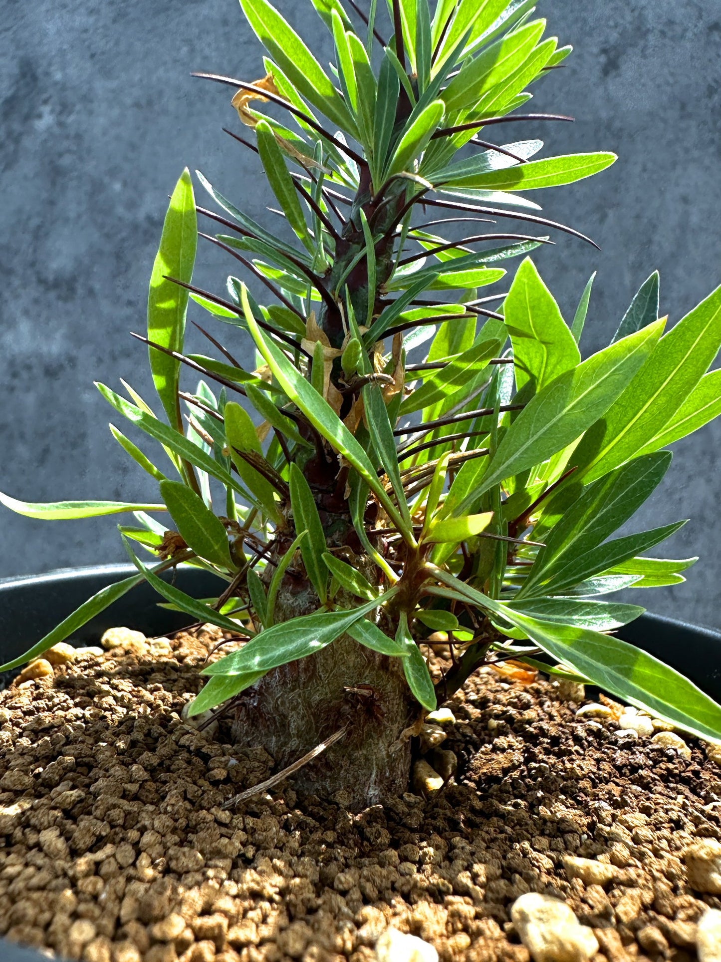 【現品限り】フォークイエリア・プルプシー 実生 良型【G23】 Fouquieria purpusii