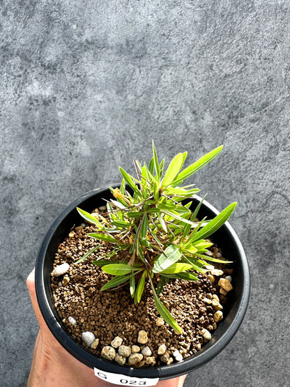 【現品限り】フォークイエリア・プルプシー 実生 良型【G23】 Fouquieria purpusii