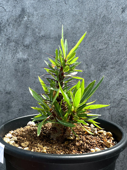 【現品限り】フォークイエリア・プルプシー 実生 良型【G23】 Fouquieria purpusii