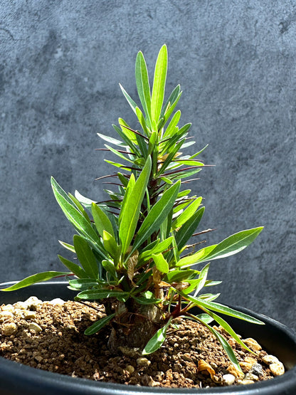 【現品限り】フォークイエリア・プルプシー 実生 良型【G23】 Fouquieria purpusii