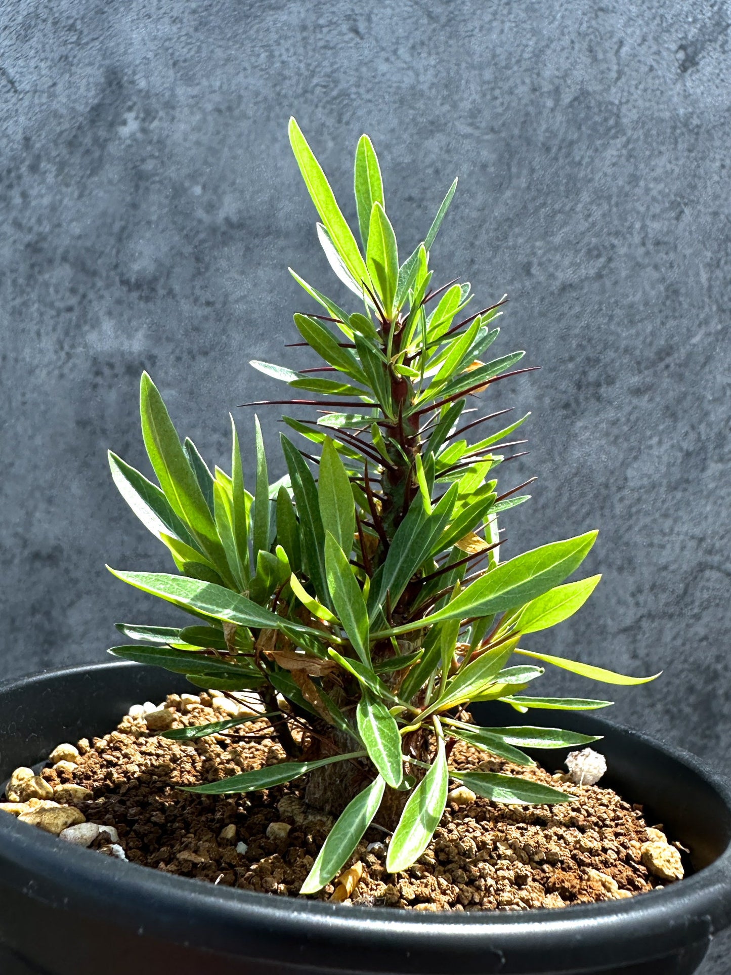 【現品限り】フォークイエリア・プルプシー 実生 良型【G23】 Fouquieria purpusii