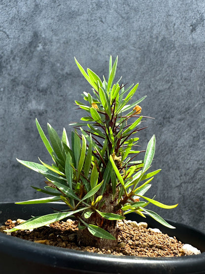 【現品限り】フォークイエリア・プルプシー 実生 良型【G23】 Fouquieria purpusii